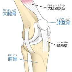 ひざ関節の構造 ひざ関節のしくみ ひざ関節の痛み 関節の痛み 人工関節ドットコム