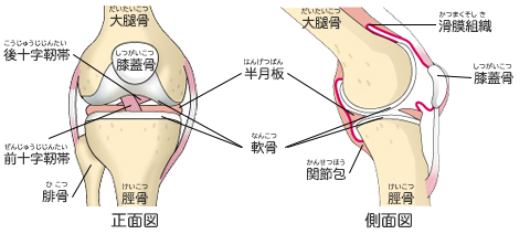 ひざ関節の保護機能 ひざ関節のしくみ ひざ関節の痛み 関節の痛み 人工関節ドットコム