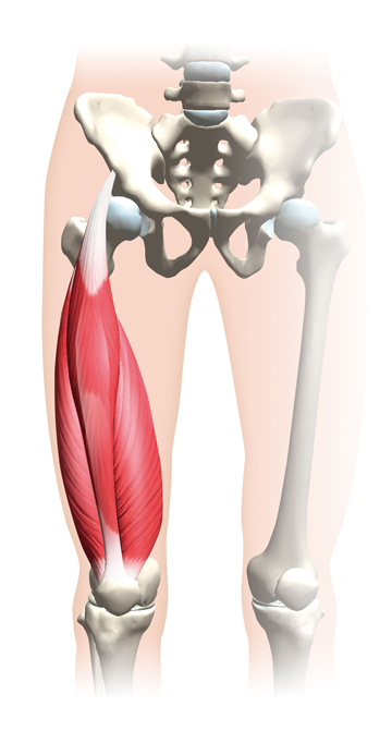 大腿四頭筋を鍛えるトレーニングを指導します。