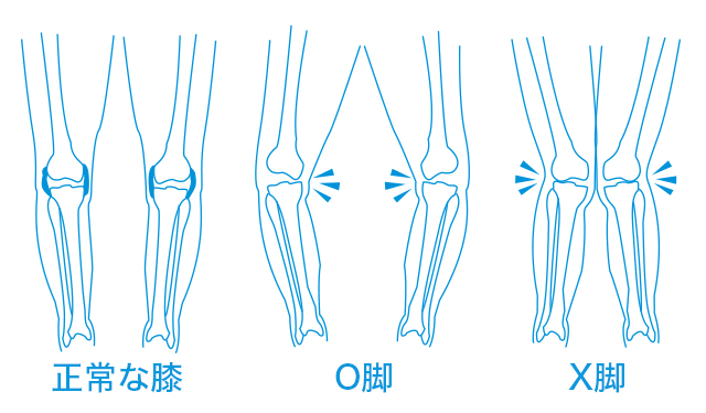 膝の構造