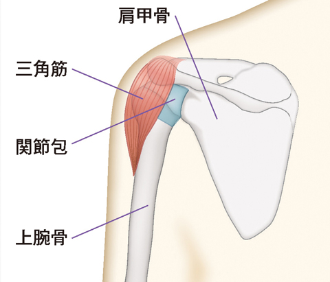 肩関節唇