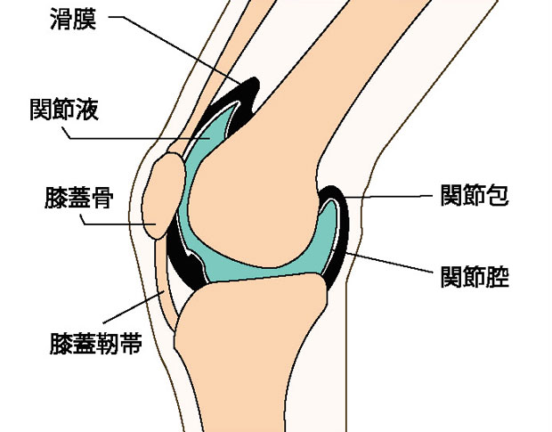 ひざ関節のしくみ