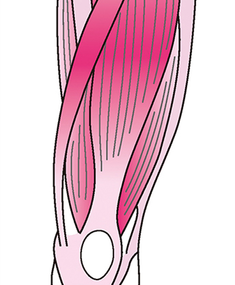 大腿四頭筋