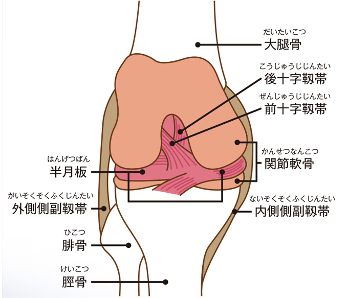 膝の構造