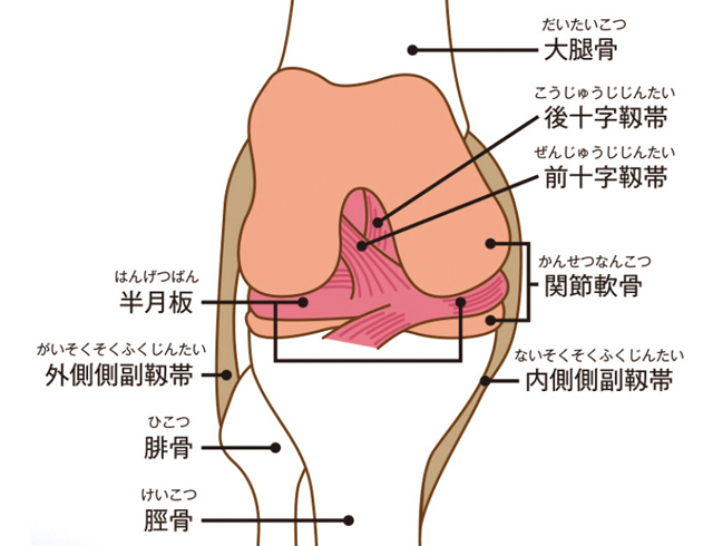 膝の構造