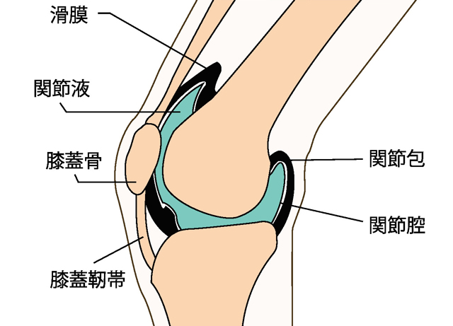 膝の構造