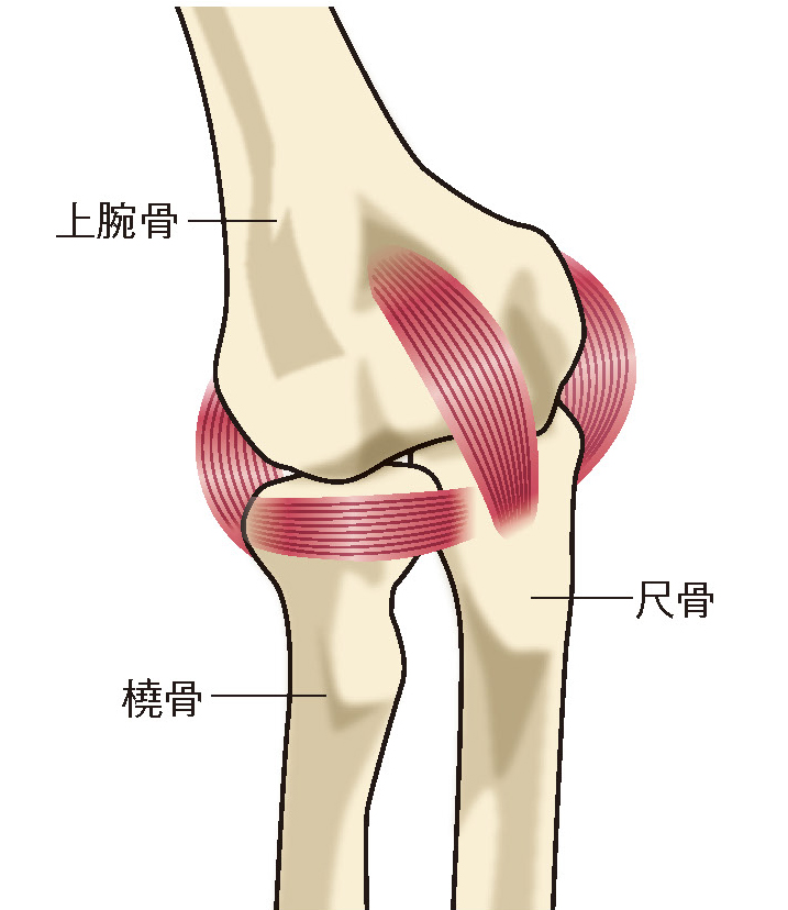 國府 幸洋 先生 肘の痛みの原因 肘や手指の痛み 腫れは 関節リウマチと上肢の治療に精通した手外科専門医に相談を 人工関節ドットコム