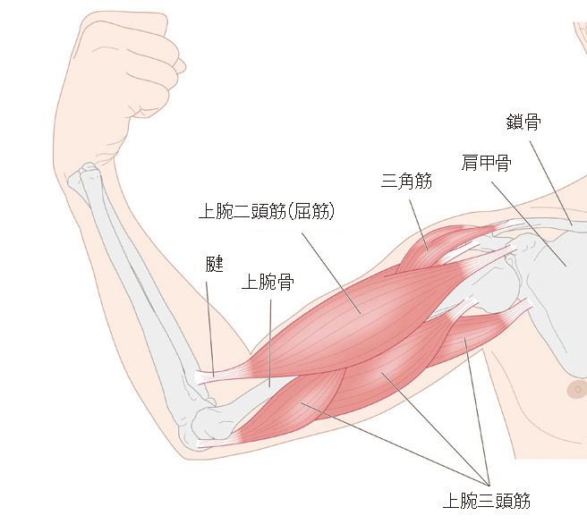 腕の筋肉・骨のイラスト