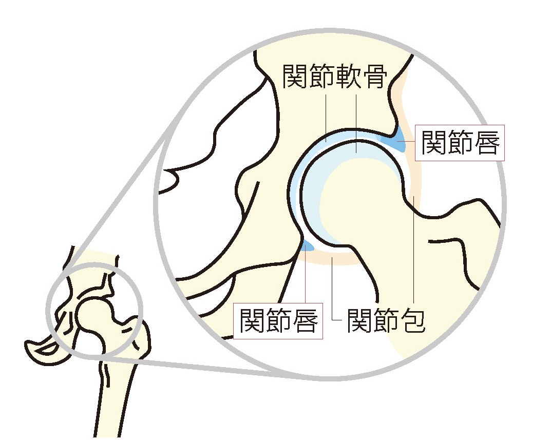 股関節のイラスト