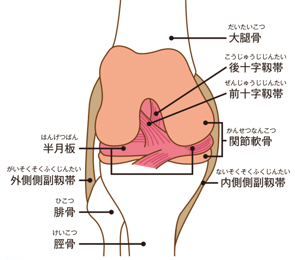 膝関節のしくみ