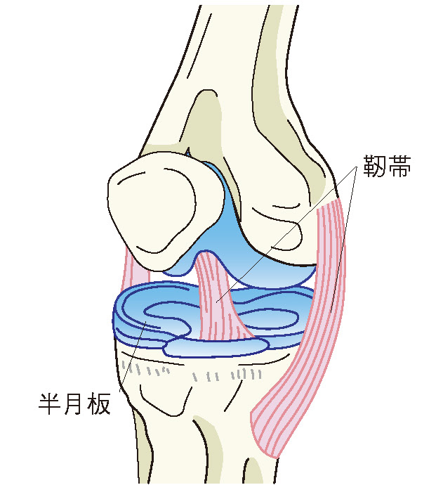 半月板や靭帯といった軟部組織のイラスト