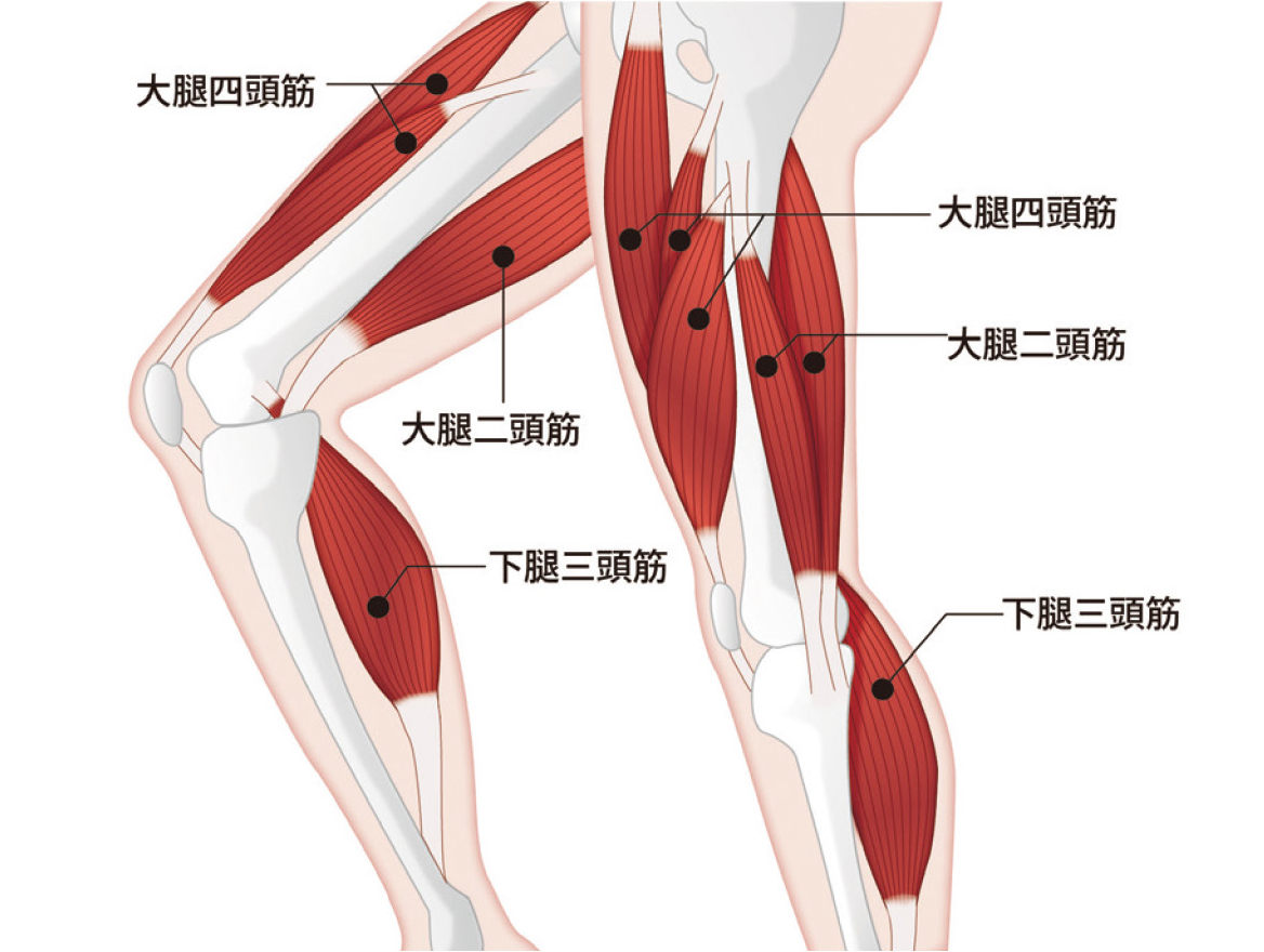 膝関節周囲の筋力