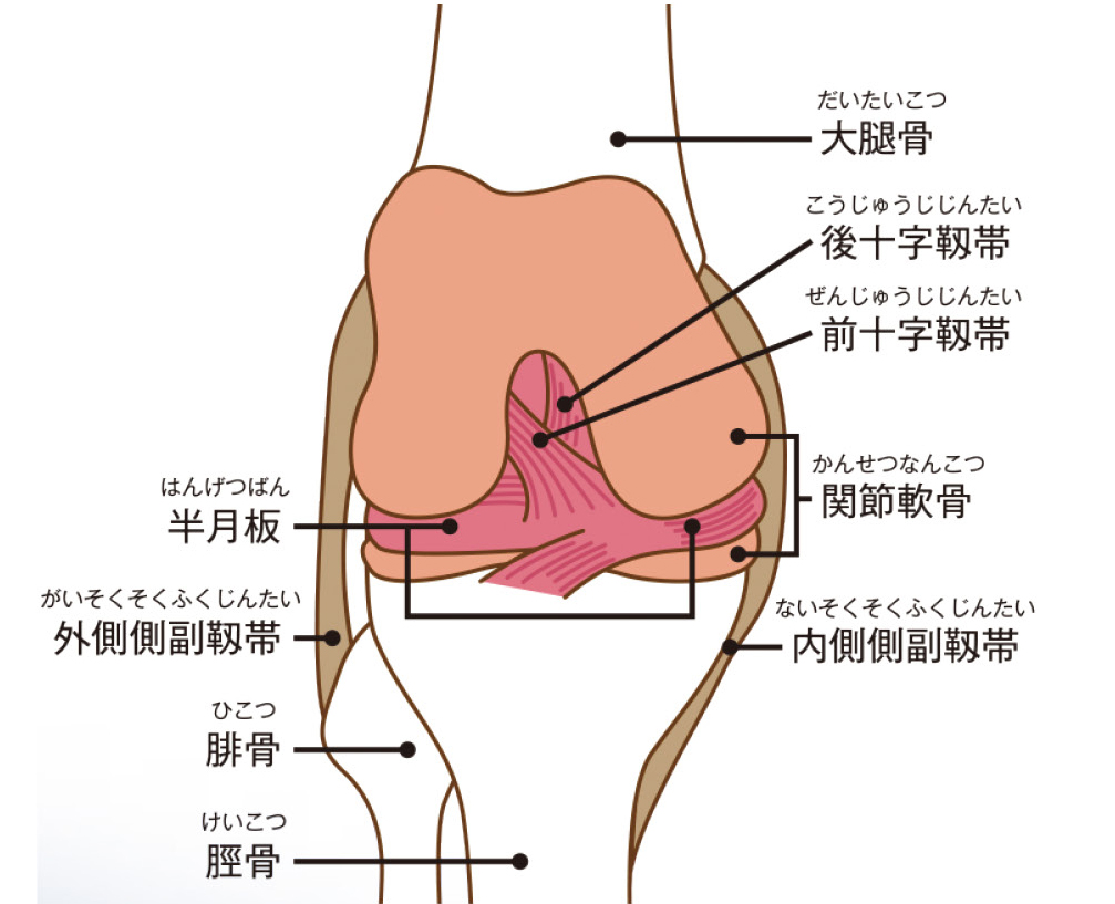 膝関節の構造