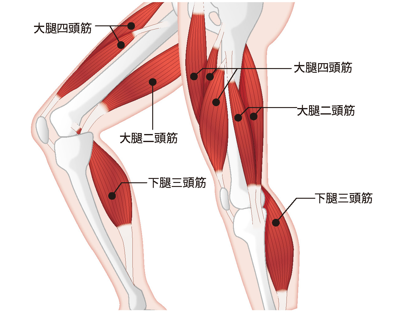 膝まわりの筋肉