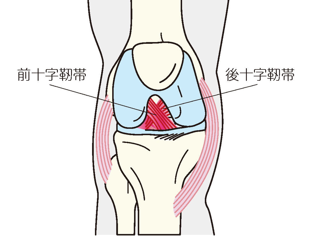 十字靭帯