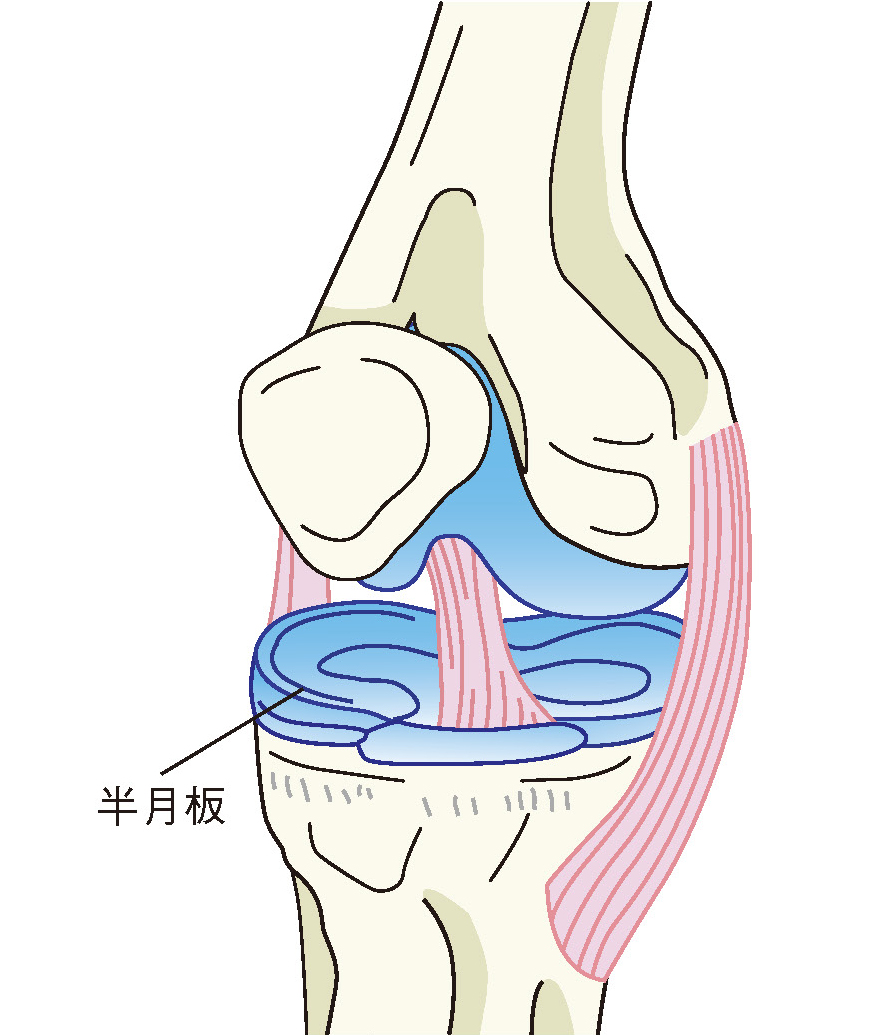 森山 一郎 先生 加齢で起こる半月板損傷と膝の痛み 早期の膝治療でいつまでも自分の足で歩ける楽しい生活を 人工関節ドットコム