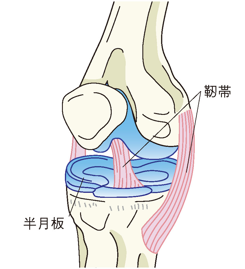 半月板と靭帯