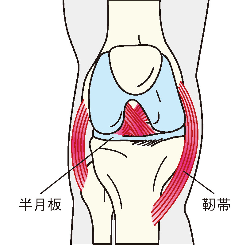 半月板と靭帯