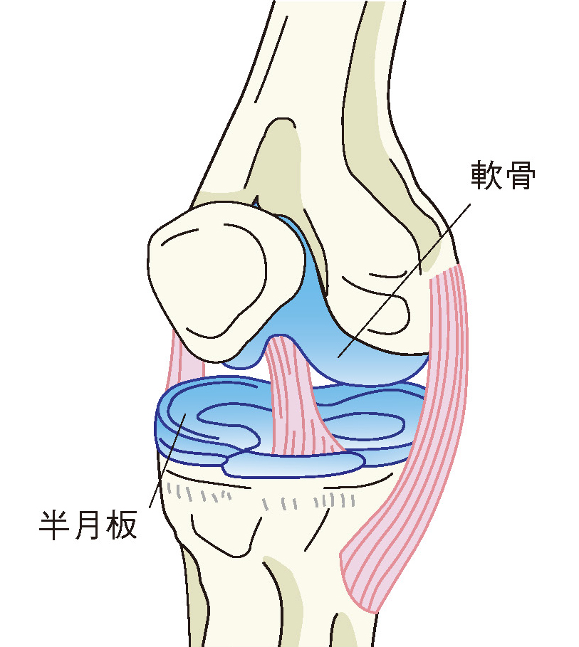 半月板と軟骨