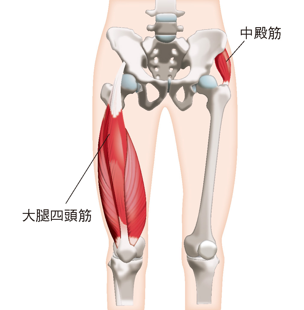 大腿四頭筋と中殿筋