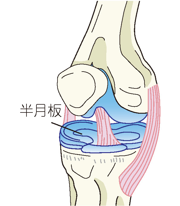 半月板