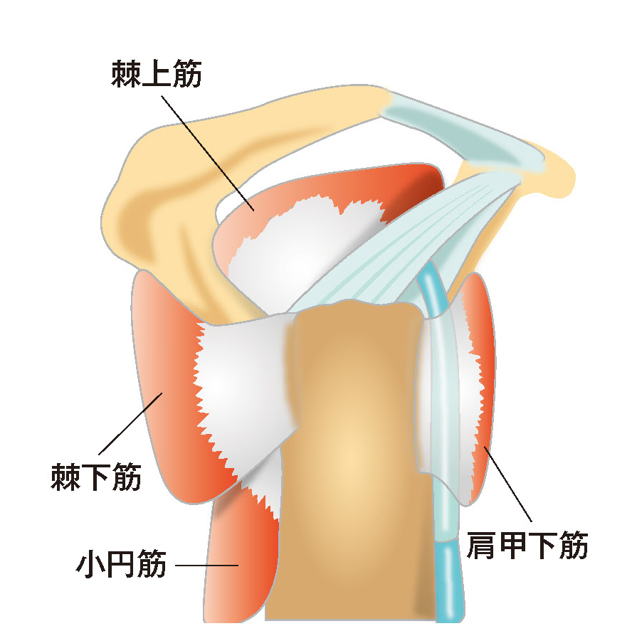 腱板は4つの筋肉から構成されます