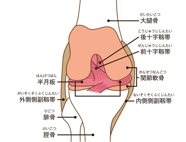 膝の構造