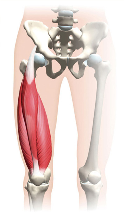 大腿四頭筋