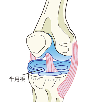 半月板