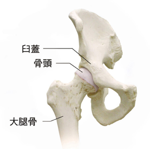 股関節の構造