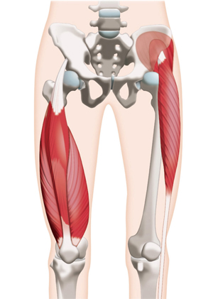 股関節やその周囲の筋肉