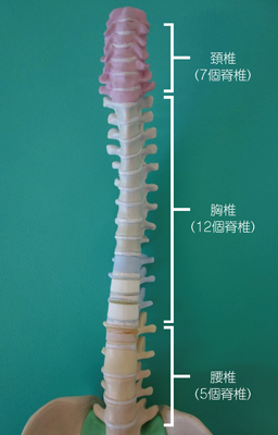 脊柱正面:まっすぐ