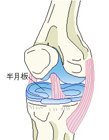 半月板