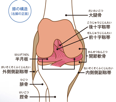 膝の構造