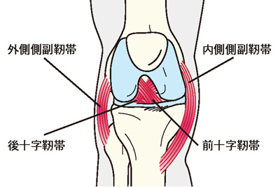 外側側副靭帯、内側側副靭帯、後十字靭帯、前十字靭帯