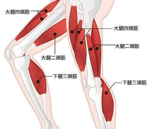 朱 寧進 しゅ ねいしん 先生 関節の外 筋肉 が原因の膝痛とは 膝の痛みは関節だけでなく筋肉の問題で起こることも多く 痛みの解決のためには原因の適切な見極めが大切です 人工関節ドットコム