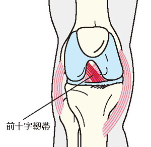 前十字靭帯