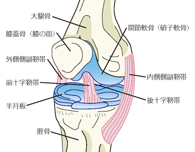 膝関節