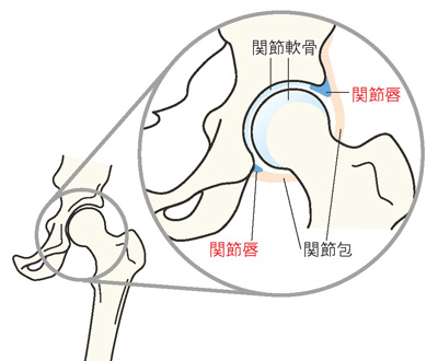 股関節の仕組み