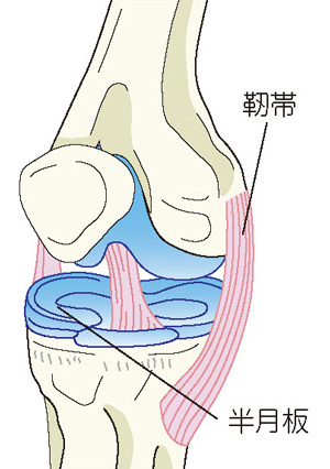 半月板と靭帯