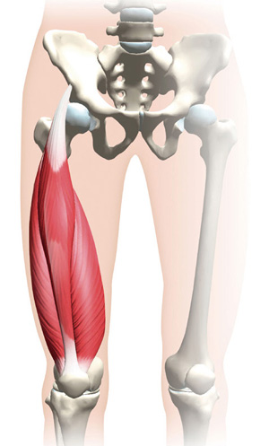 大腿四頭筋