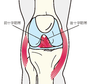 前十字靭帯と前十字靭帯後十字靭帯