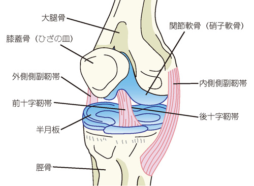 膝の構造