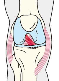 前十字靱帯