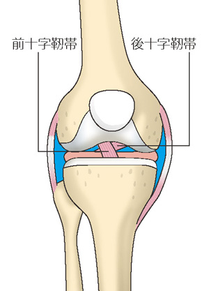 前十字靭帯と後十字靭帯