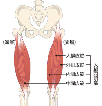 大腿四頭筋（太もも前側にある筋肉）