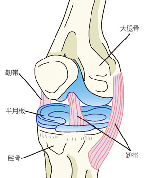 膝関節の構造