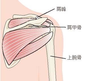 肩峰、肩甲骨、上腕骨