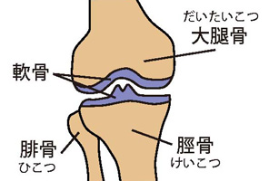 正常な膝関節