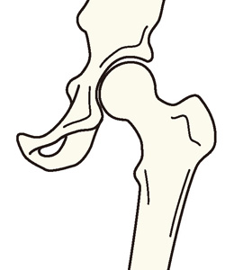正常な股関節